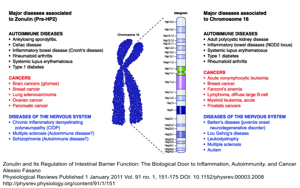 zonulin related disease illustration